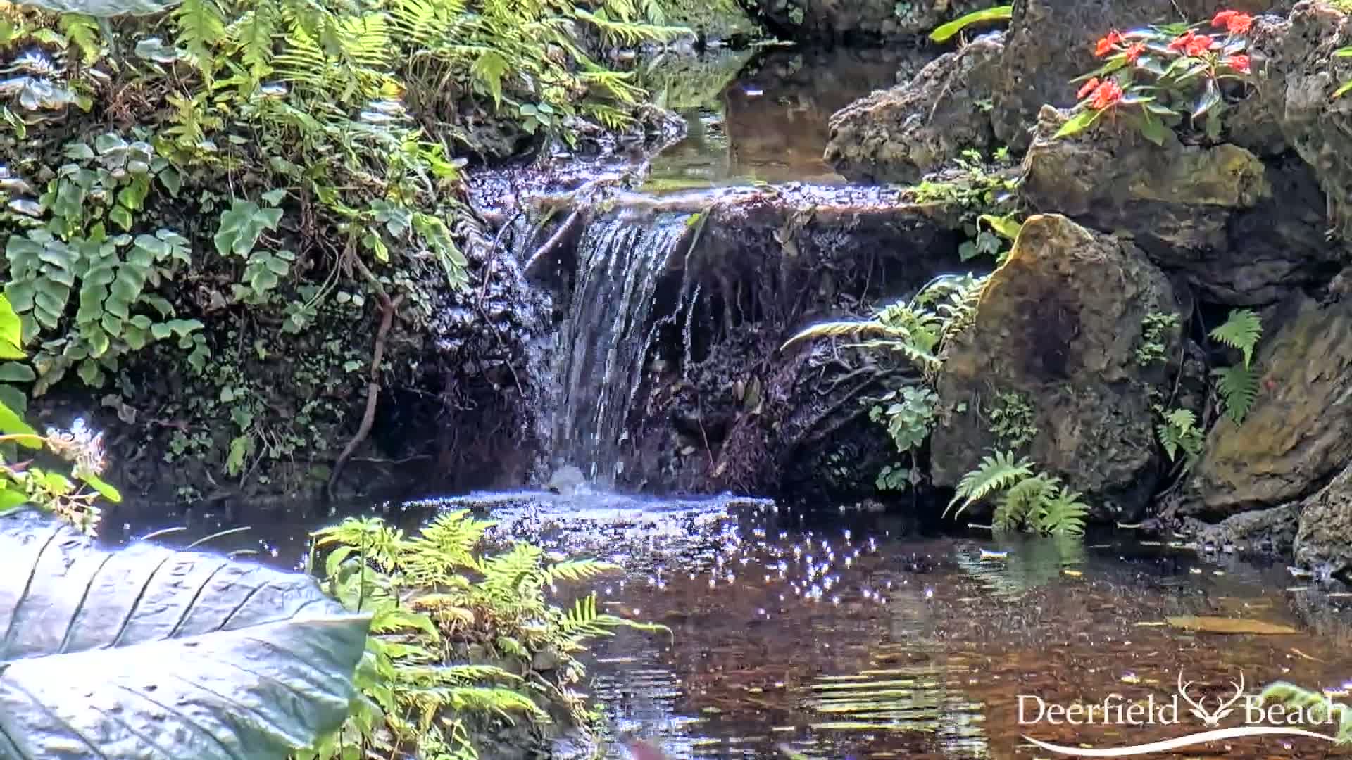 A small waterfall flows over rocks into a calm pool of water surrounded by lush green ferns and other vegetation.