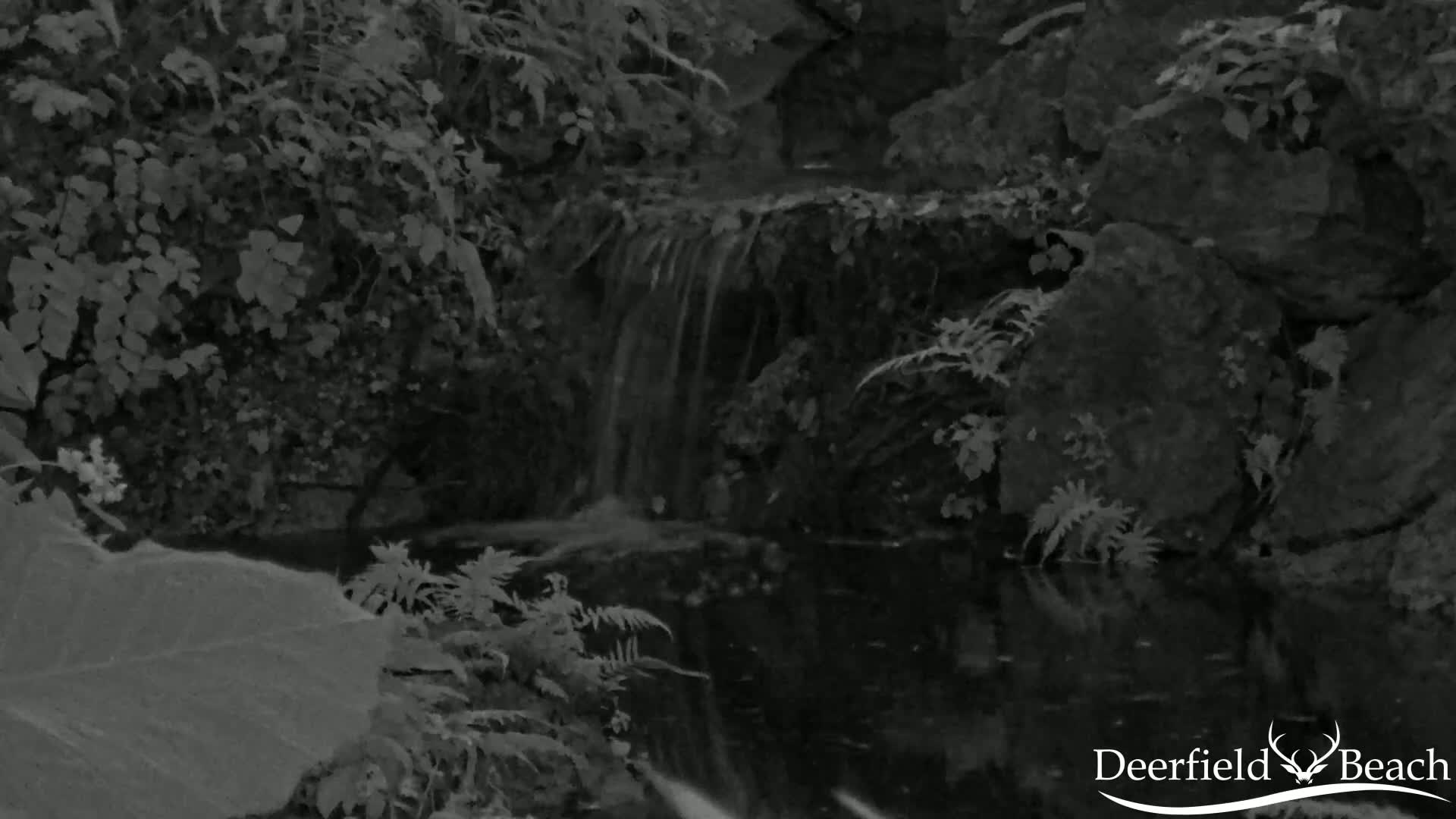 A small waterfall cascades into a dark pool surrounded by lush, green foliage.