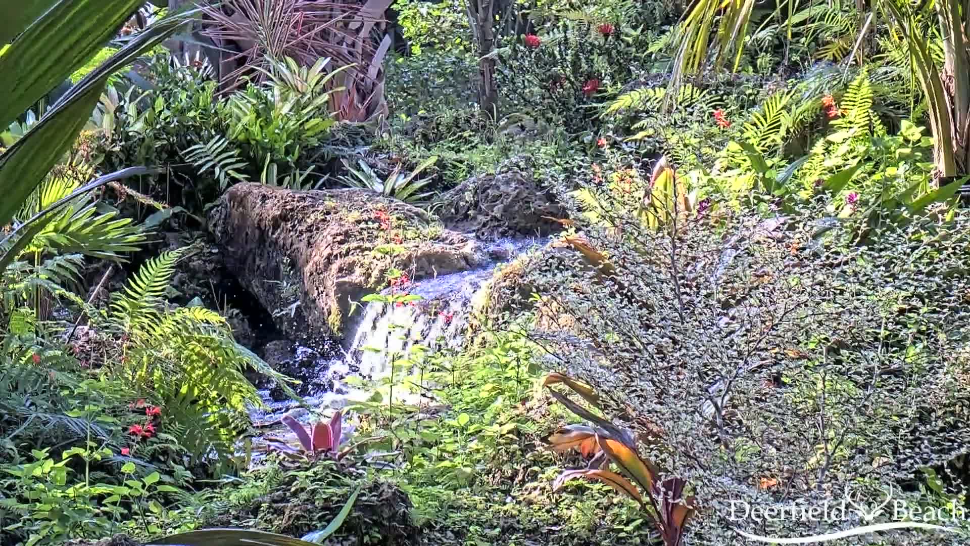A small waterfall cascades over rocks in a lush, tropical garden filled with ferns, bromeliads, and other flowering plants.