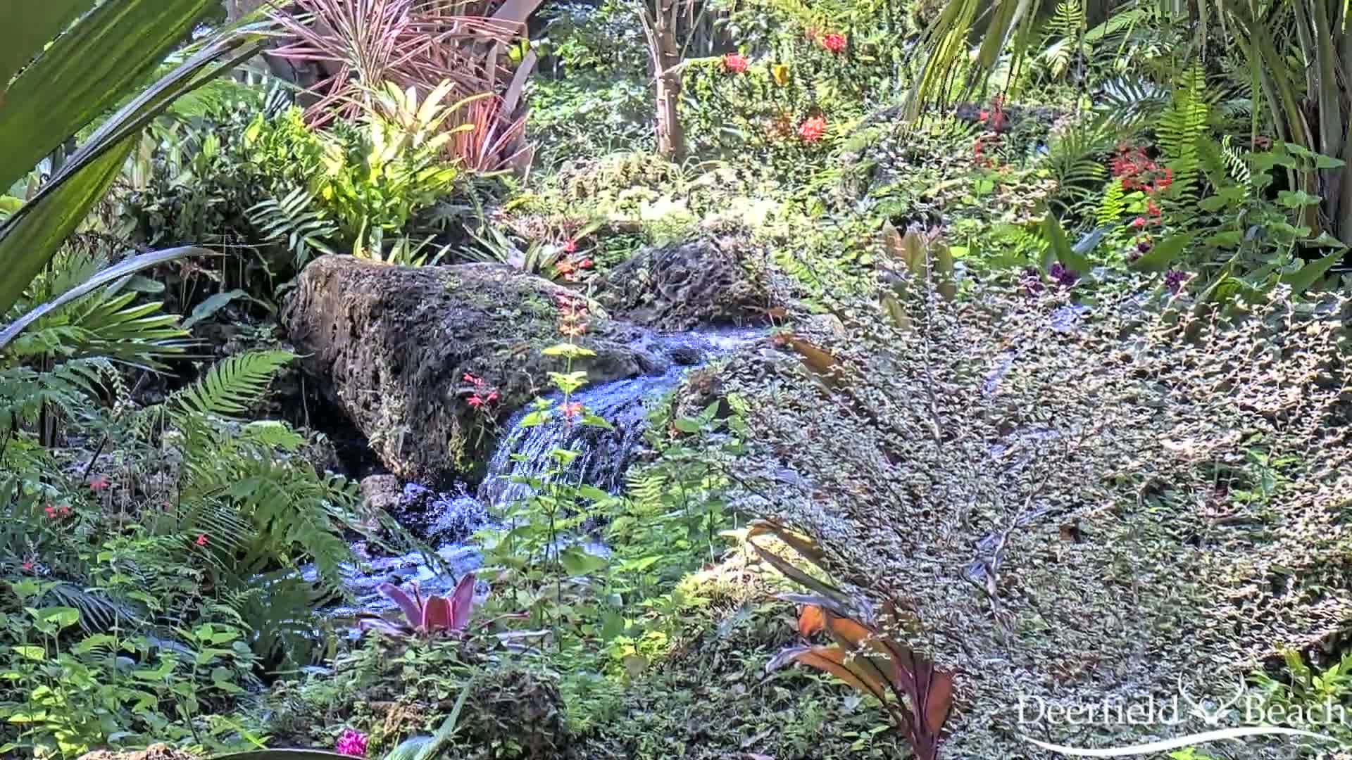 A small stream flows over rocks through lush, tropical foliage in bright sunlight.