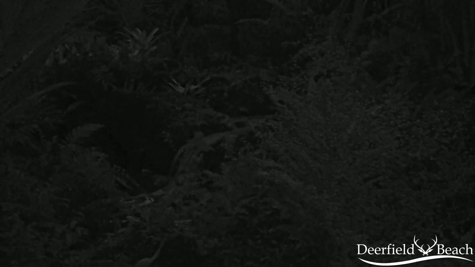 A dark, nighttime image shows dense, low-lying vegetation.