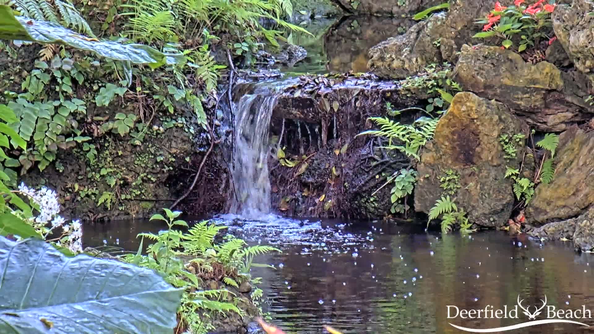 A small waterfall cascades into a dark pool surrounded by lush green ferns and other plants, nestled amongst rocks.