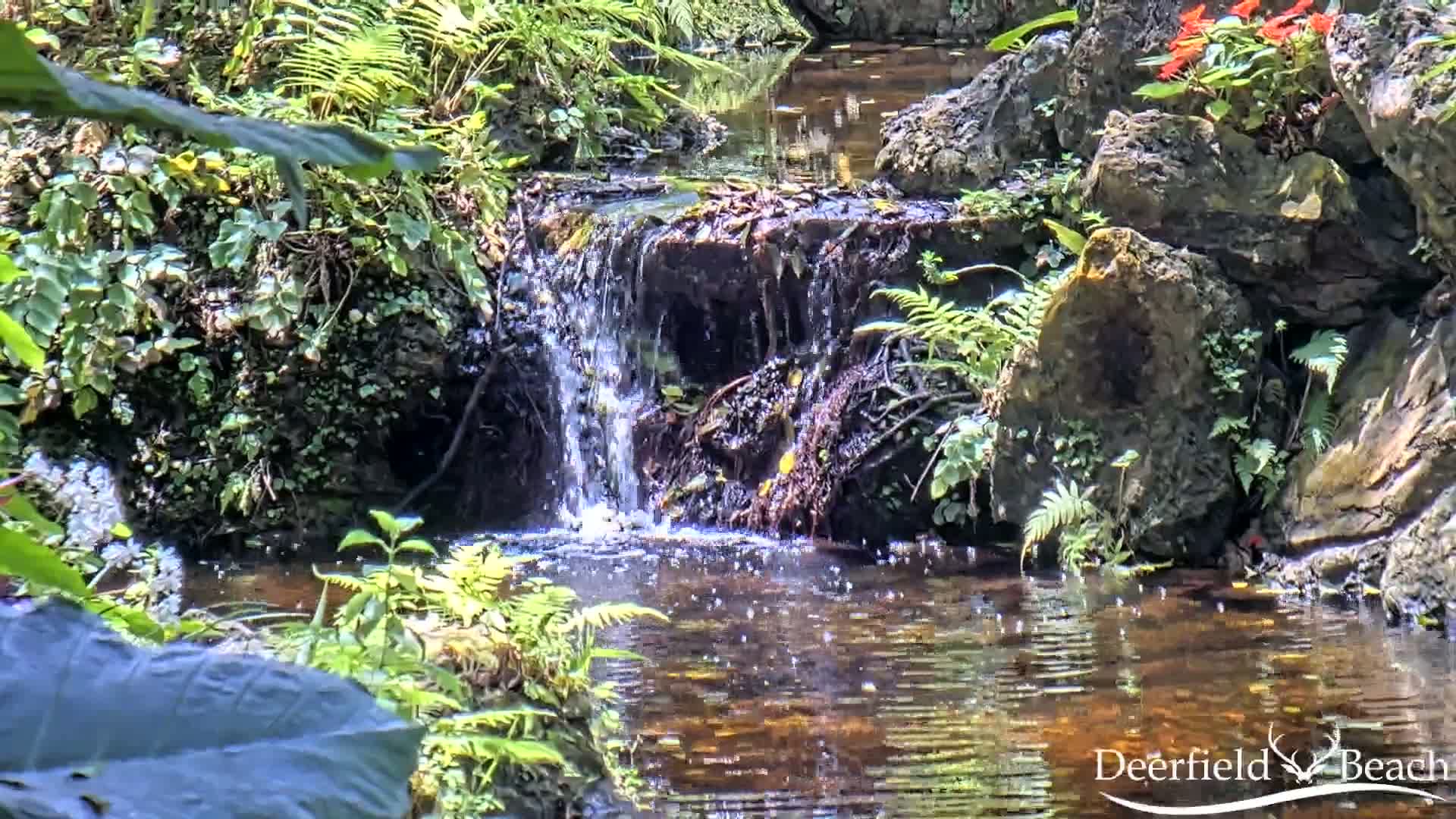 A small waterfall cascades over rocks into a calm pool of water surrounded by lush green ferns and other plants in bright sunlight.
