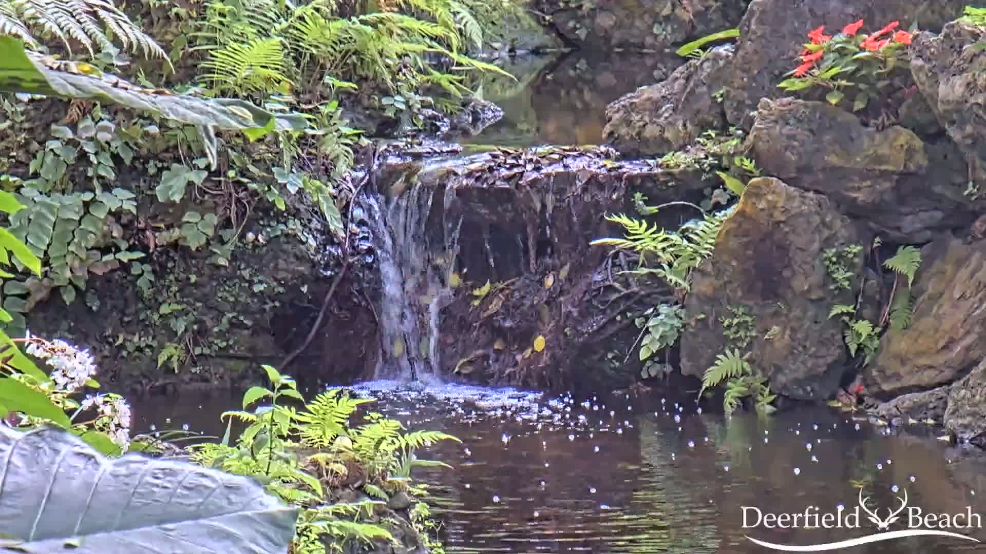 A small waterfall cascades over rocks into a dark pool of water surrounded by lush ferns and other tropical plants.