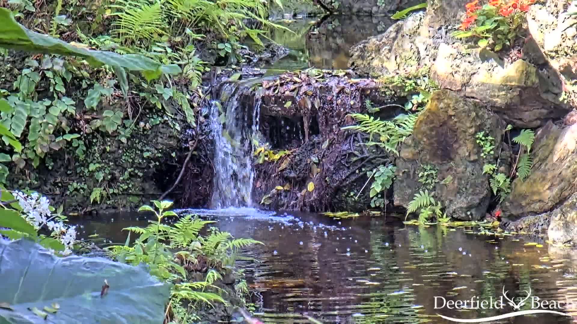A small waterfall cascades into a calm pond surrounded by lush green vegetation and rocks.