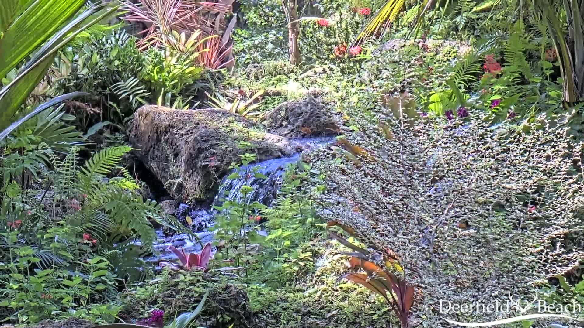 A small stream flows over moss-covered rocks through a lush, tropical garden in bright sunlight.