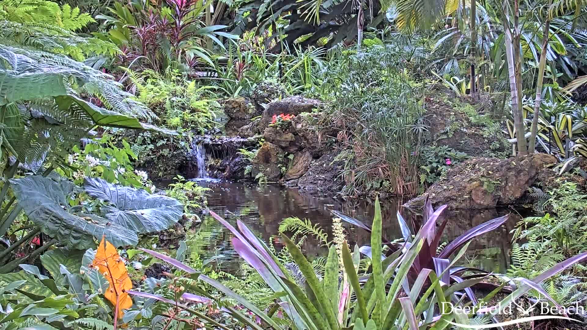 A lush, tropical garden with a small pond and waterfall features various ferns, large-leafed plants, and flowering plants.
