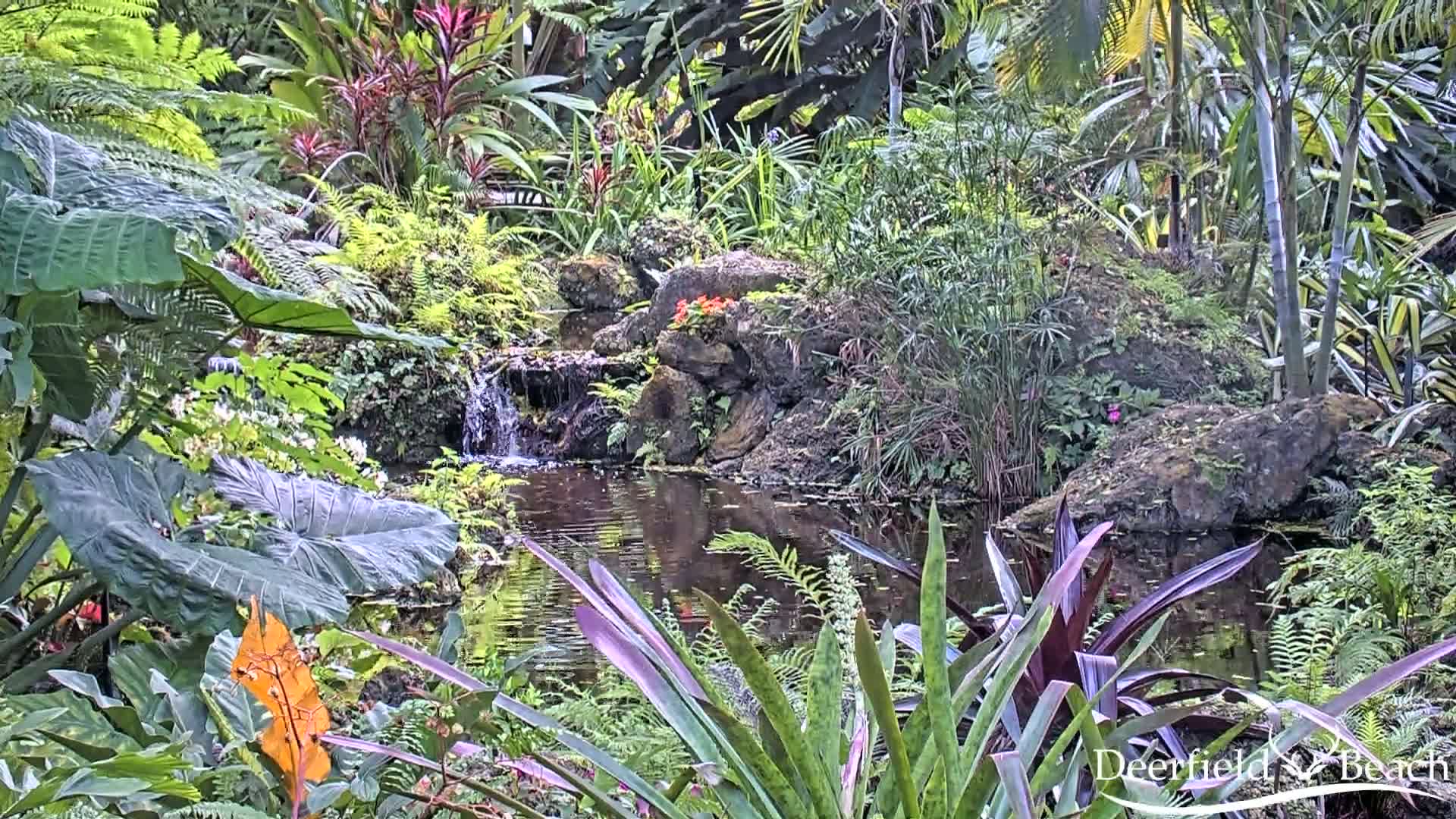 A small pond with a waterfall is surrounded by lush tropical plants.