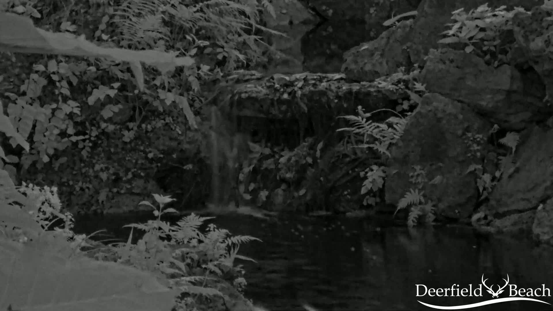 A small waterfall flows into a dark pool of water surrounded by lush ferns and rocks.