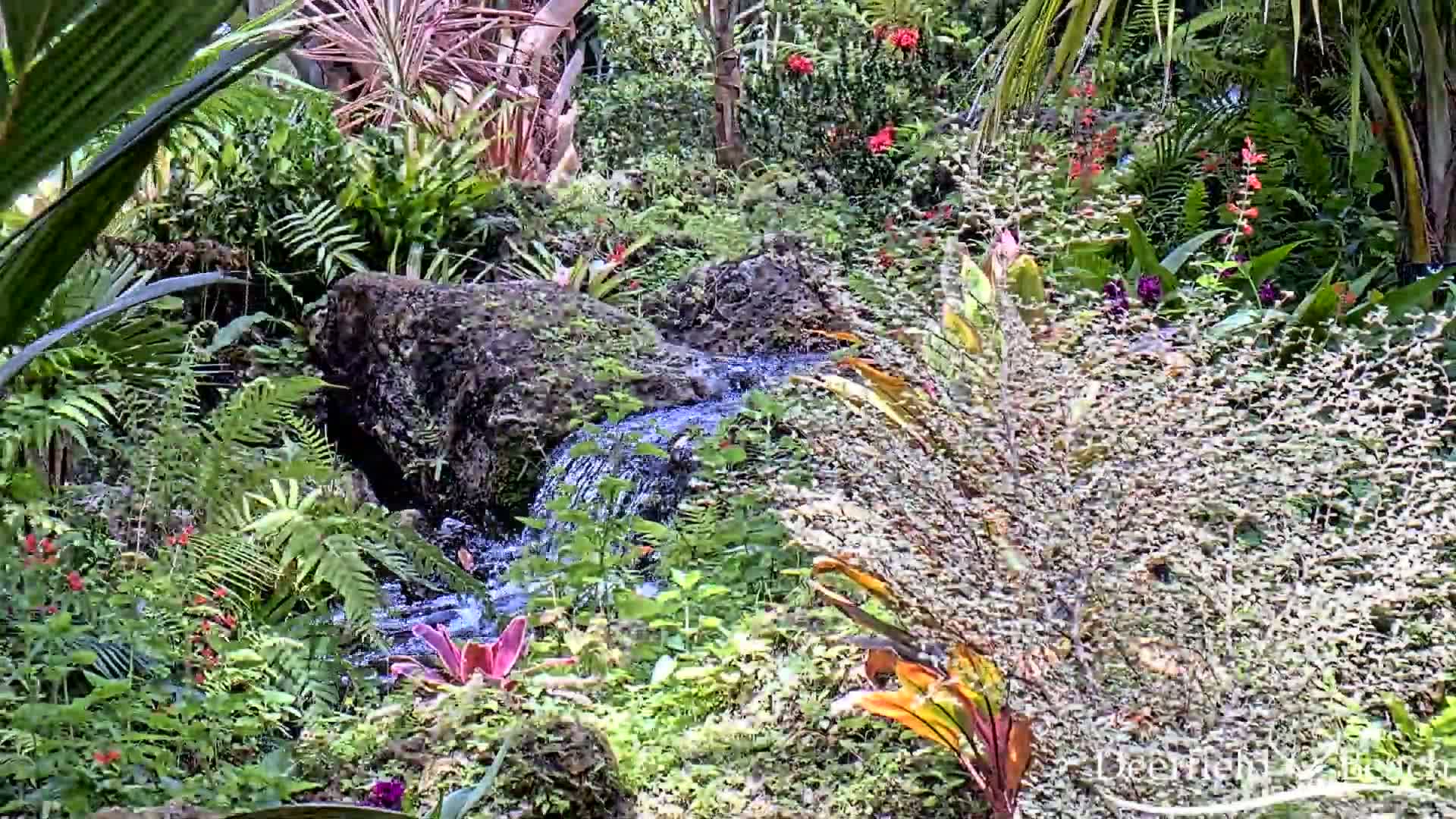 A small stream flows through a lush, tropical garden filled with ferns, bromeliads, and other flowering plants.