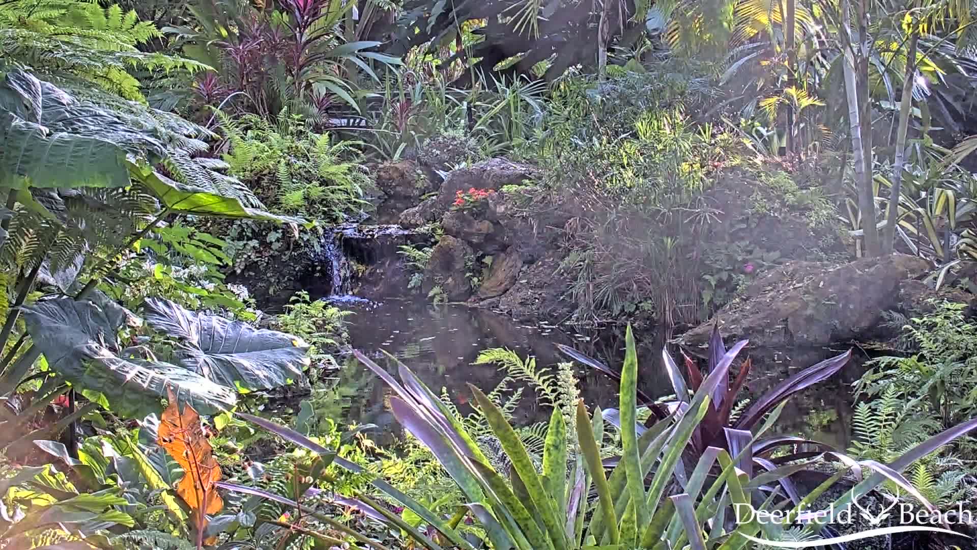 A small pond with a waterfall is nestled amongst lush, tropical foliage in bright, hazy sunlight.