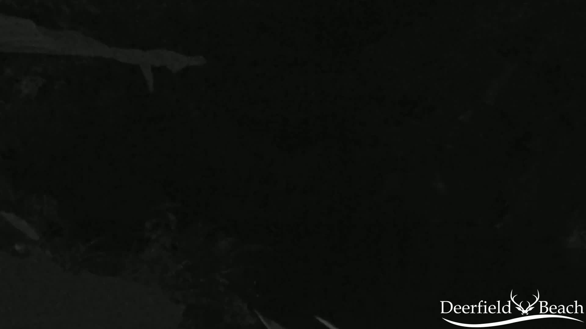 A low-light image shows a dark, possibly nighttime, scene with indistinct shapes suggesting vegetation or possibly water.