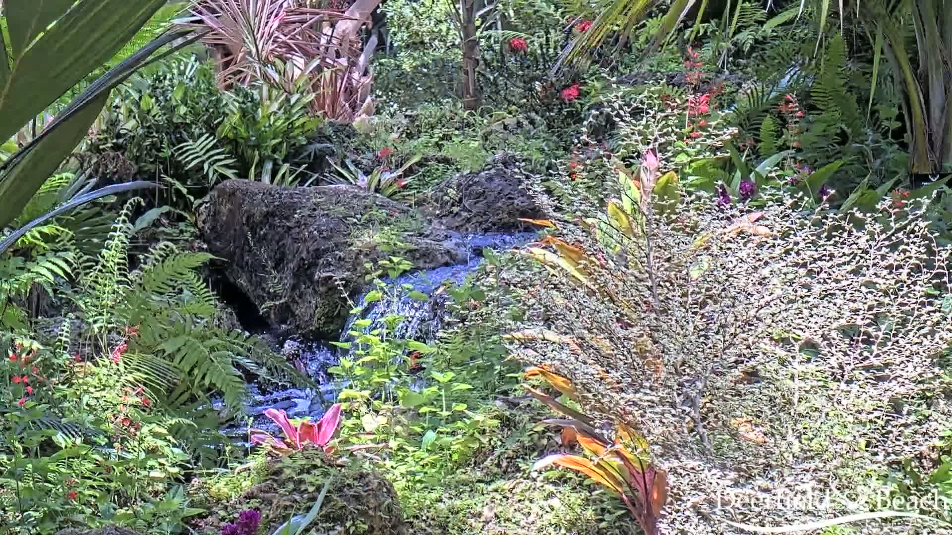 A lush, tropical garden with a small stream flows over moss-covered rocks amid ferns, flowering plants, and palm trees in bright sunlight.