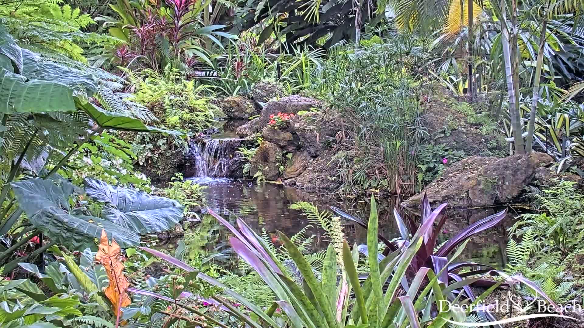 Lush tropical foliage surrounds a small pond with a cascading waterfall.