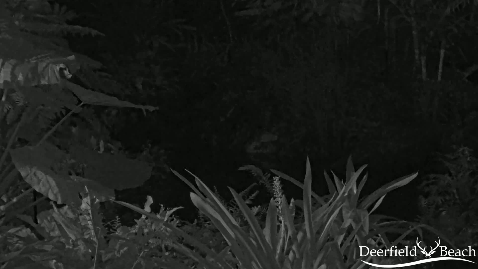 A nighttime, grayscale image shows dense foliage, including large leaves and long, slender blades of grass.