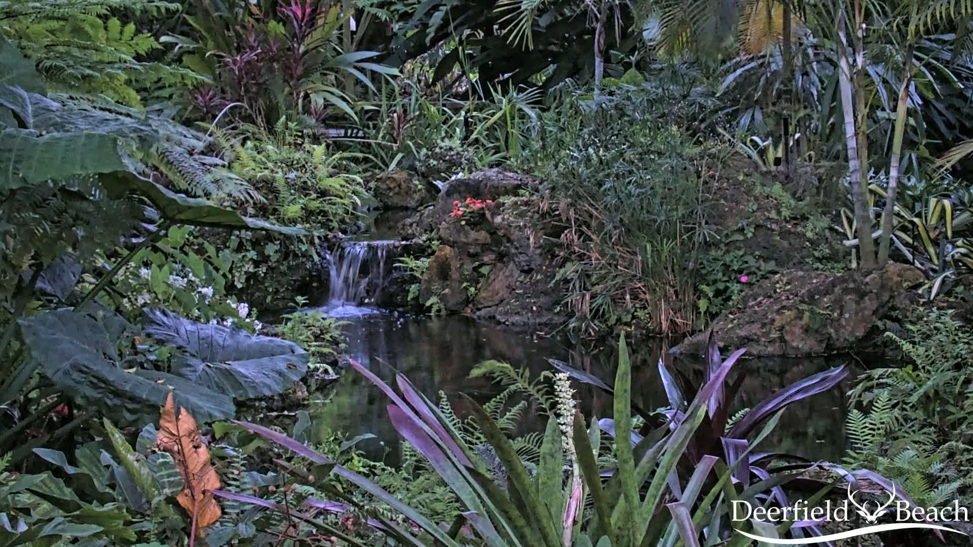 A small waterfall flows into a dark pond surrounded by lush, tropical foliage.