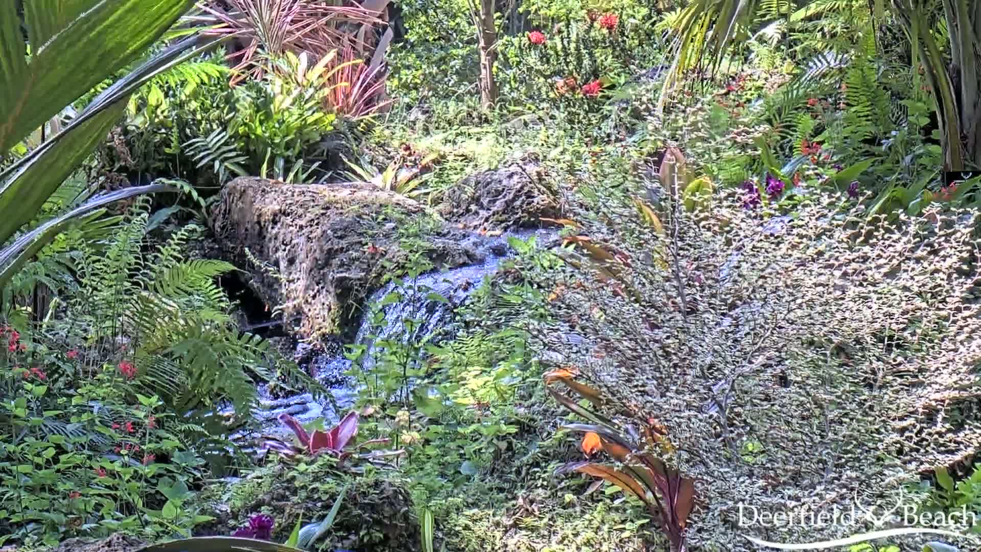 A small stream flows over rocks amidst lush tropical vegetation under sunny skies.