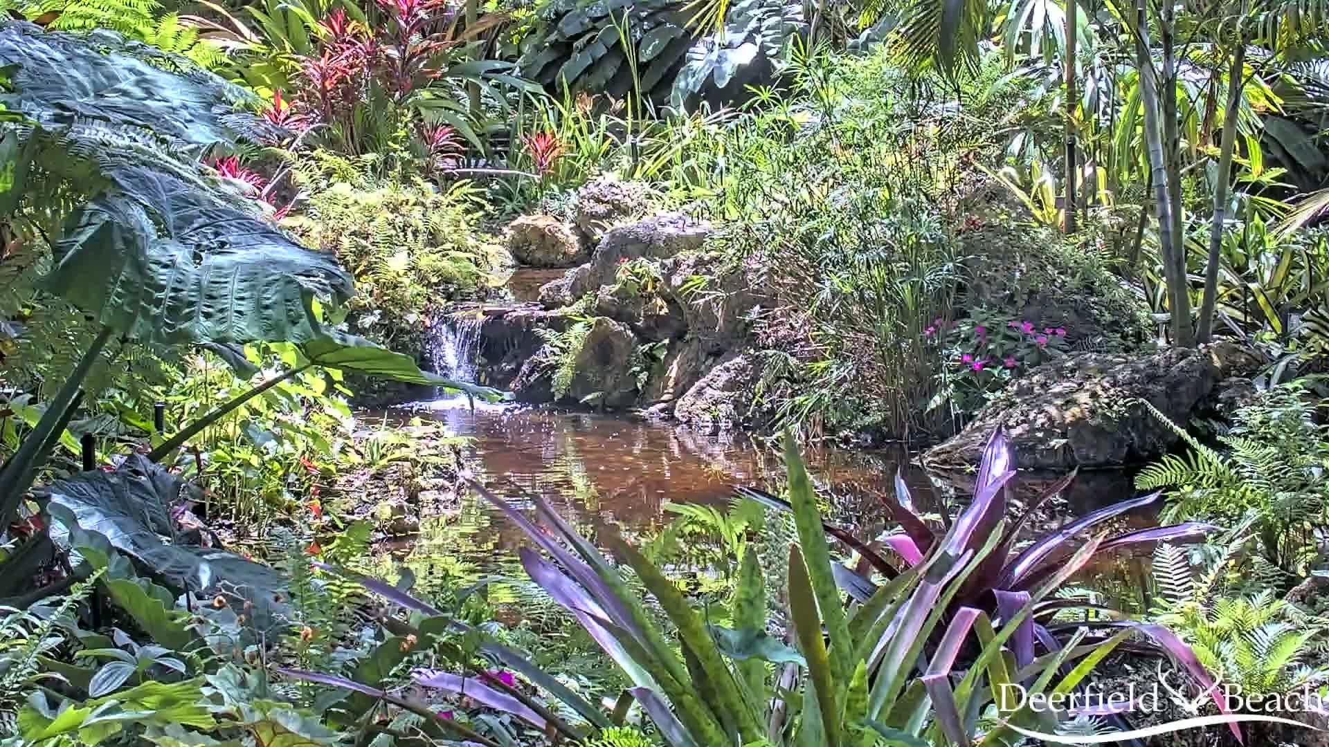 A small stream flows through a lush, tropical garden under sunny conditions.
