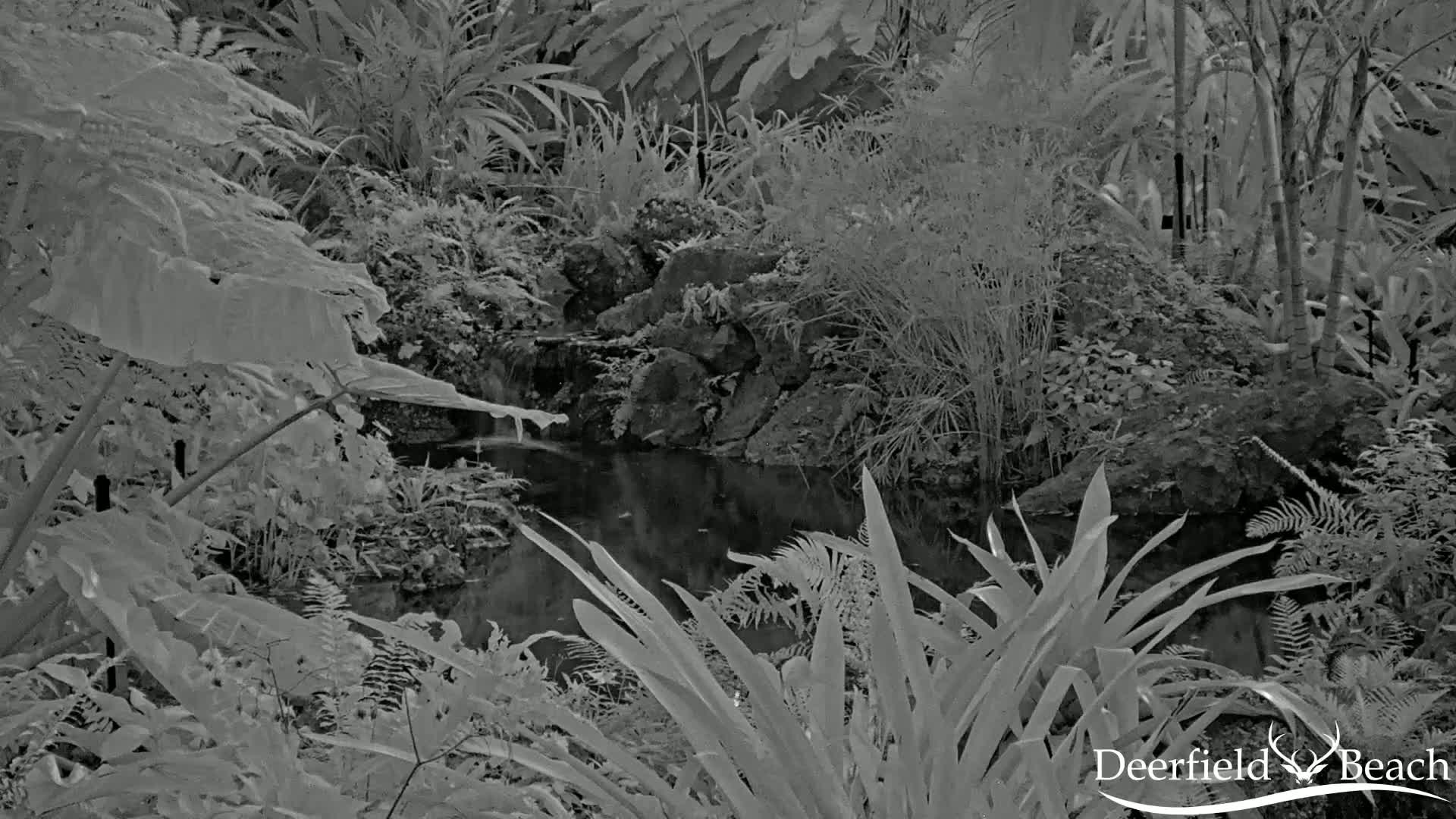 A small pond with a miniature waterfall is surrounded by lush, tropical foliage.