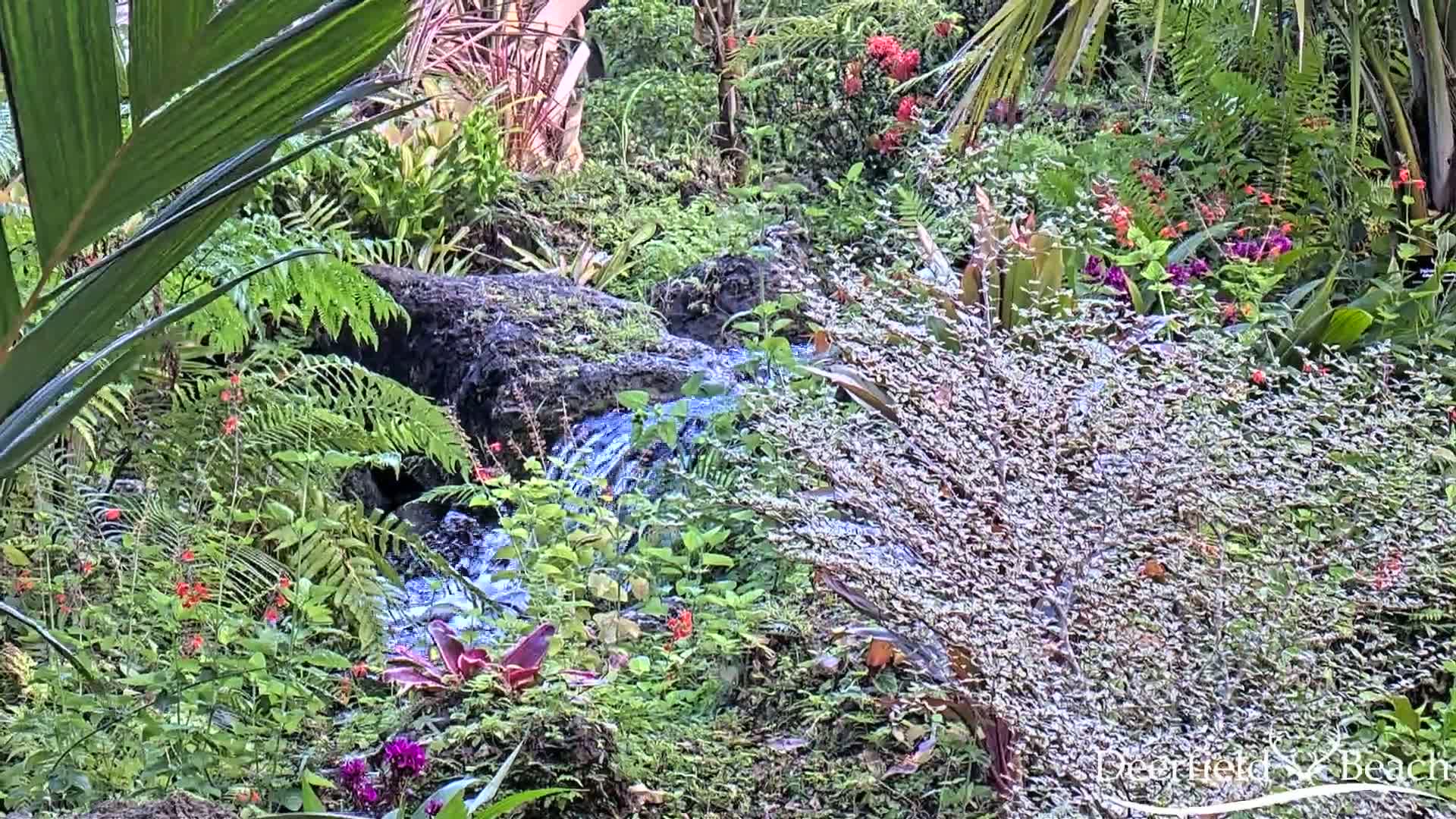 A small stream flows through a lush, tropical garden filled with ferns, various flowering plants, and palm fronds.