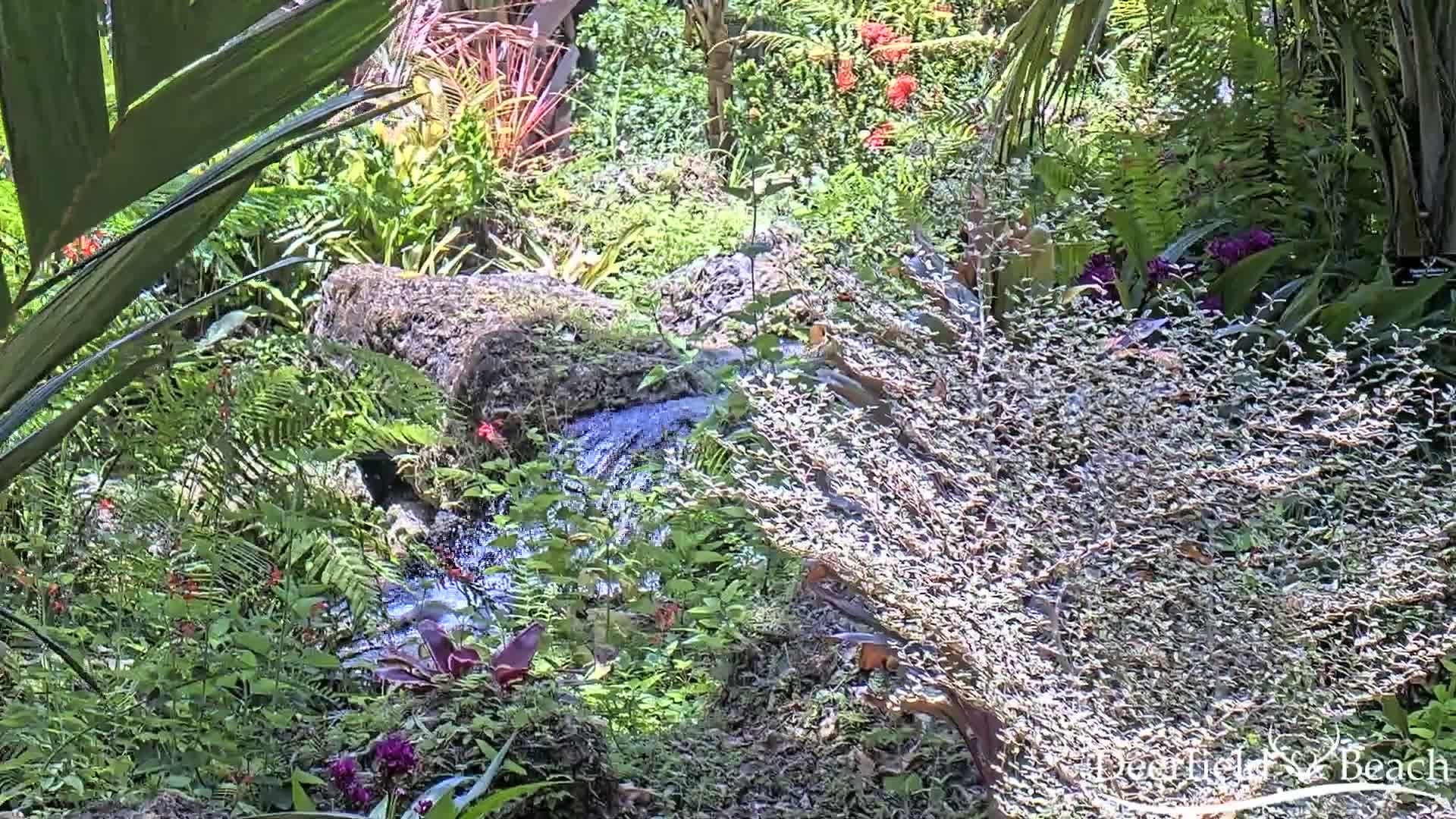 A small stream flows through a lush, verdant garden filled with various tropical plants and flowers in bright sunlight.