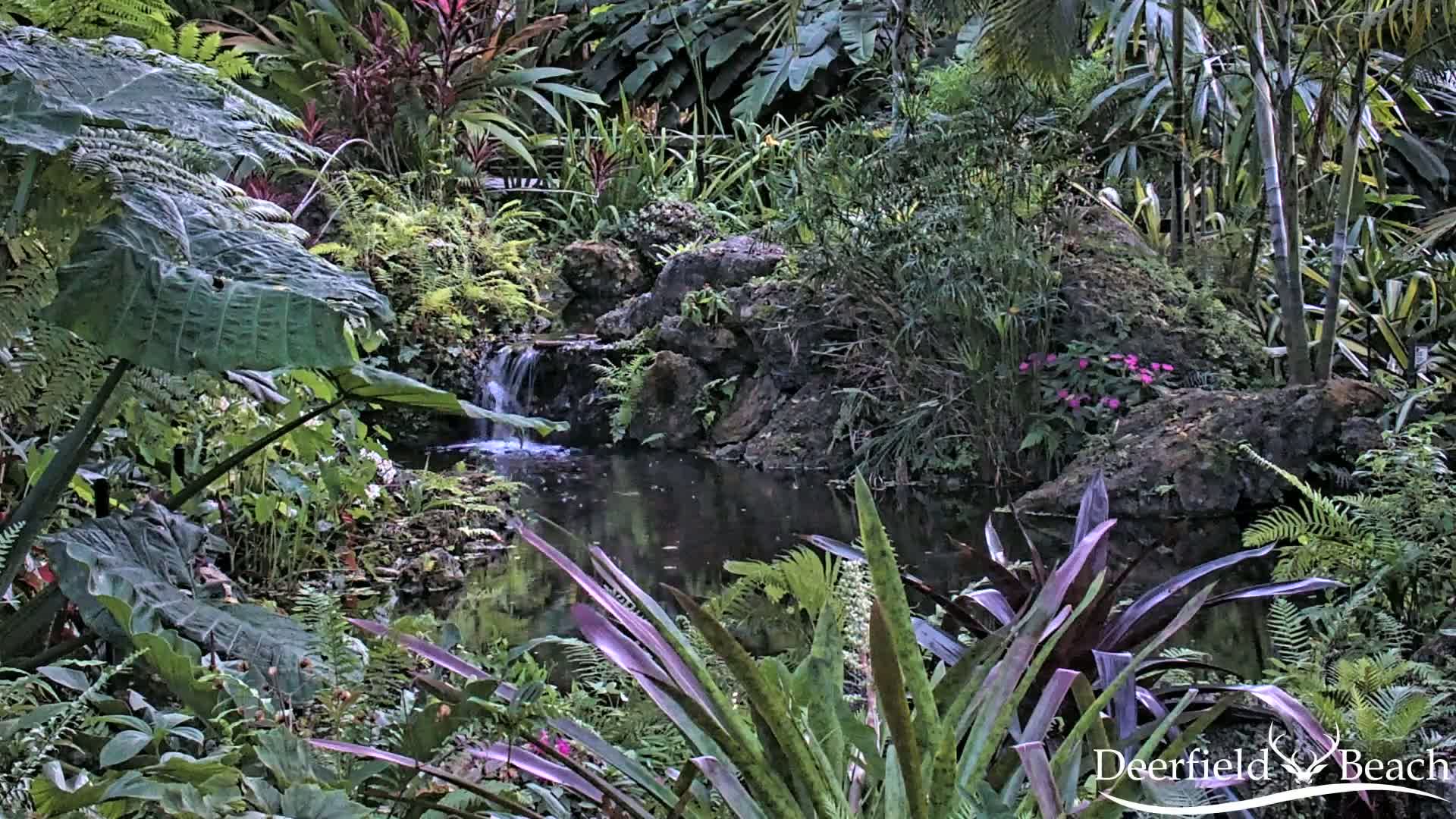 A lush, tropical garden features a small pond fed by a cascading waterfall, surrounded by various ferns, broad-leafed plants, and flowering shrubs.