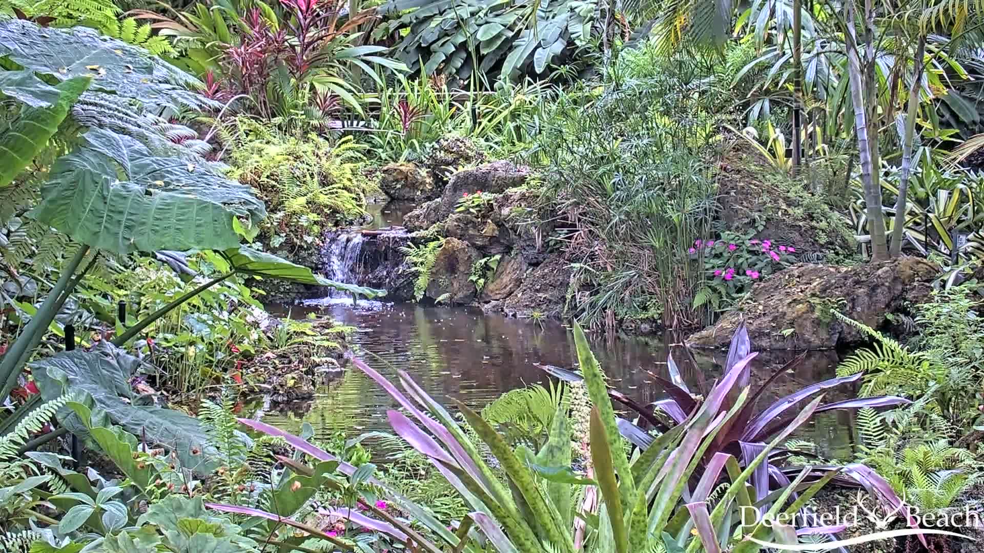 A tranquil pond in a lush tropical garden features a small waterfall cascading over rocks, surrounded by vibrant green and purple plants.
