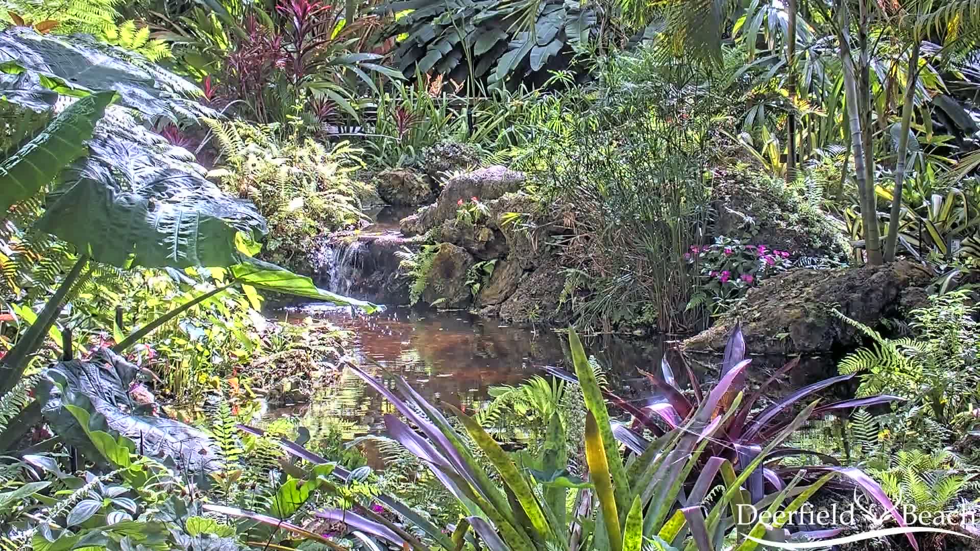 Lush, tropical foliage surrounds a small pond and waterfall in bright sunlight.