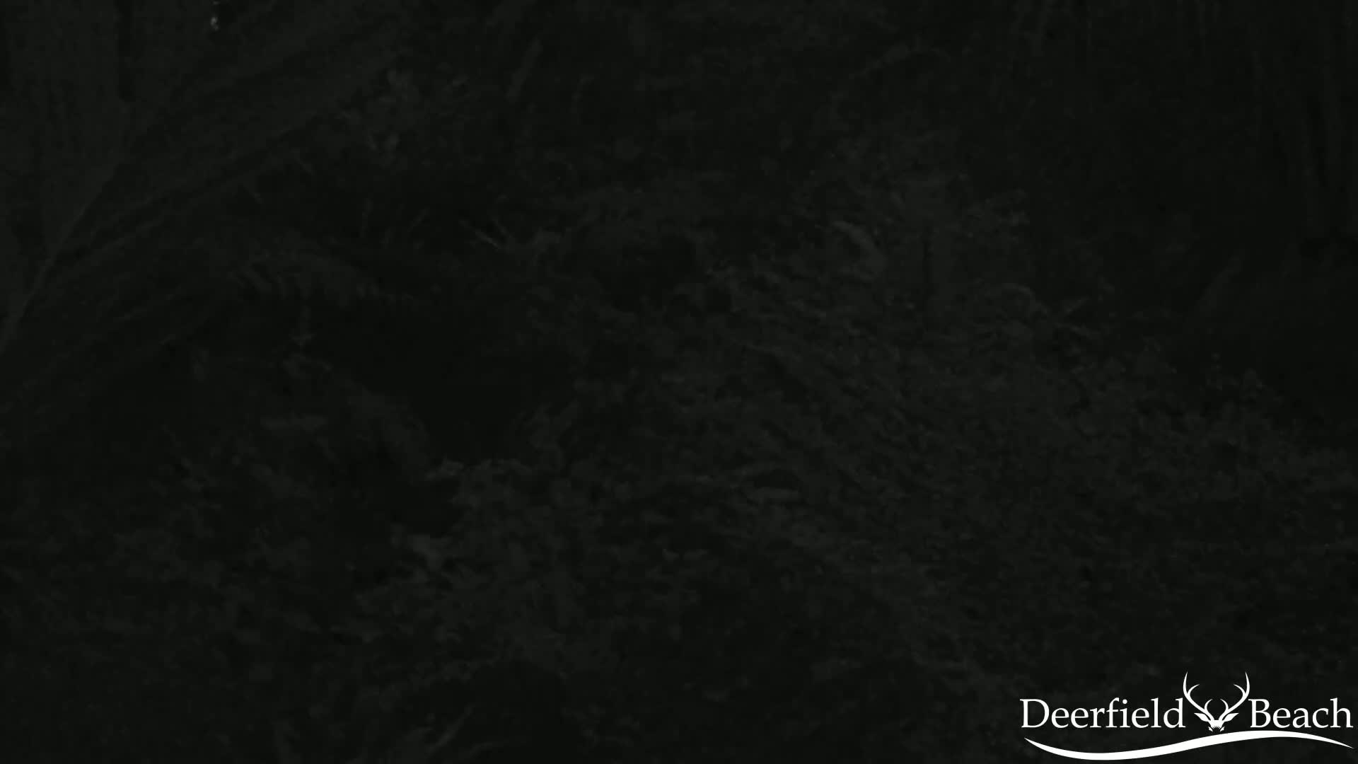A dark, possibly nighttime, image shows a dense mass of dark foliage.