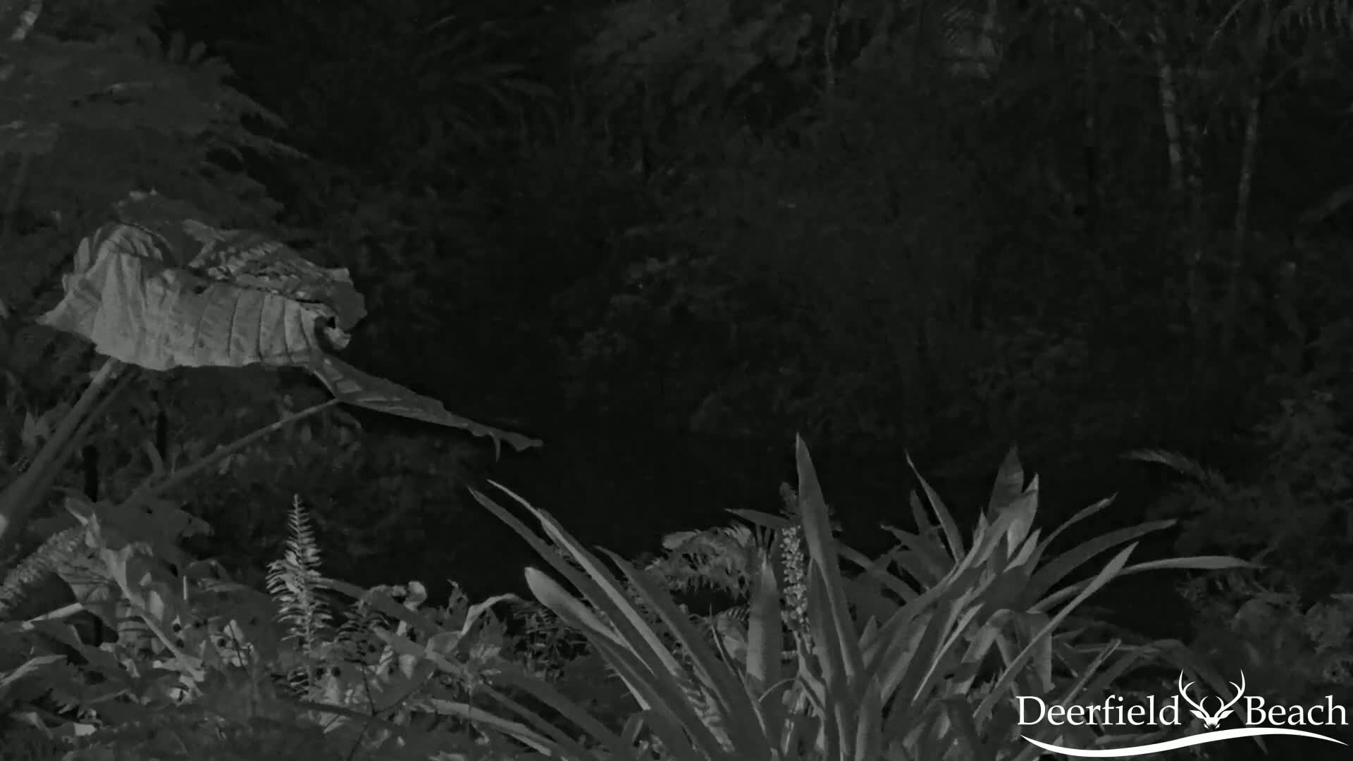 A nighttime, grayscale image shows lush, tropical-looking foliage.
