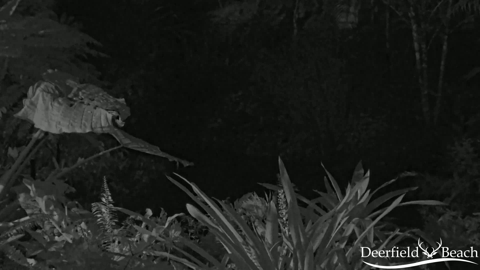 A nighttime, grayscale image shows various plants and foliage, including large leaves and ferns.