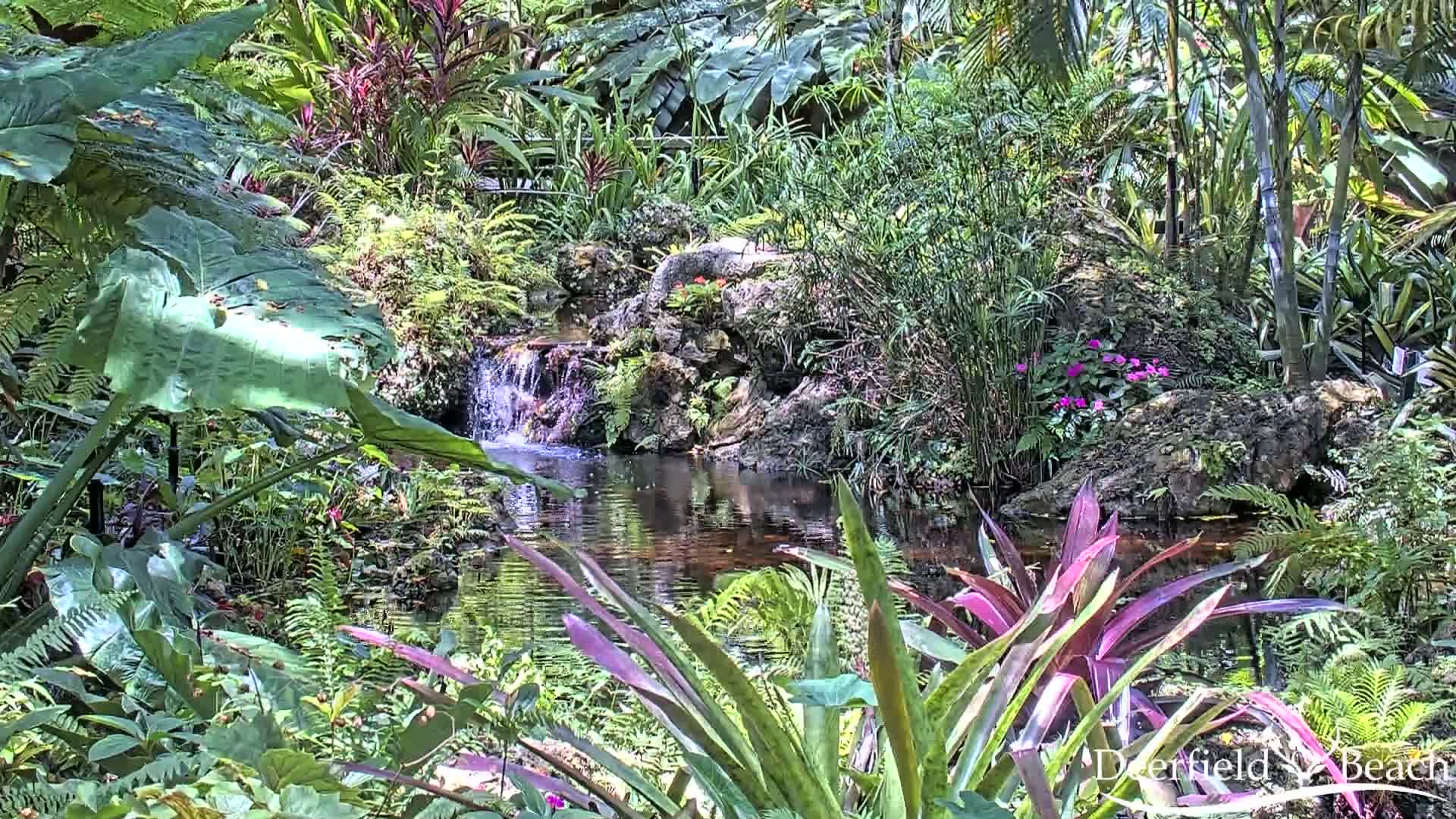 Lush tropical foliage surrounds a small pond with a cascading waterfall.