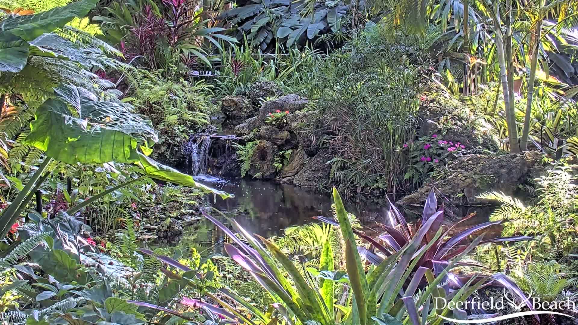 A lush, tropical garden features a small pond and waterfall surrounded by various ferns, broadleaf plants, and flowering shrubs in bright sunlight.
