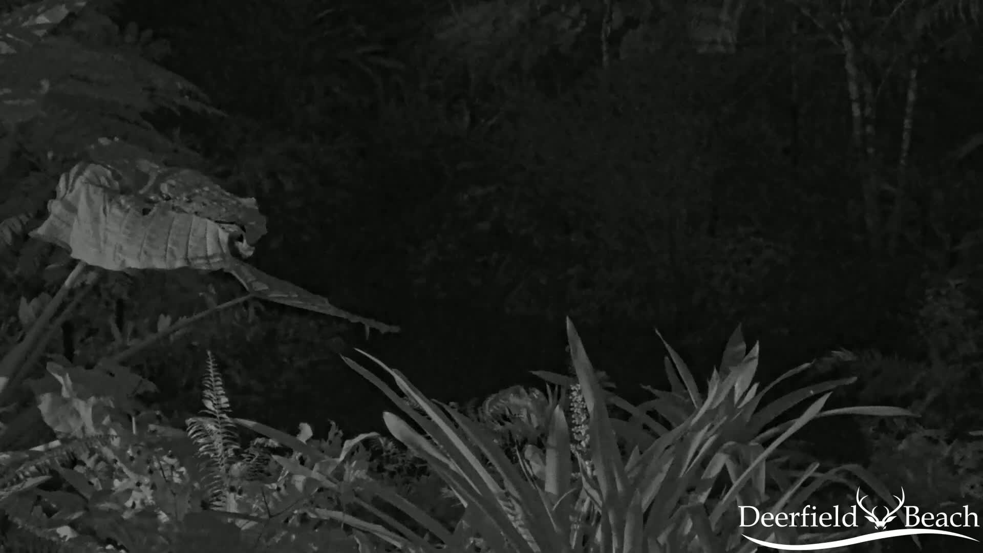 Lush, dark green foliage fills the frame at night.