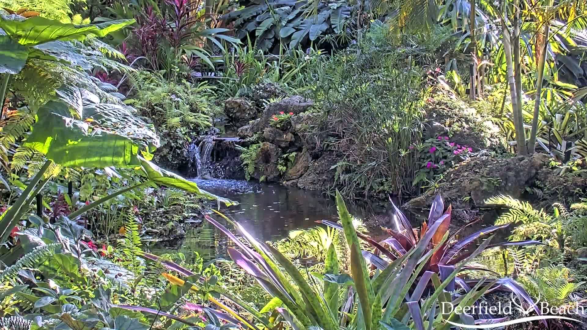 A small pond with a waterfall is surrounded by lush, tropical vegetation in bright sunlight.