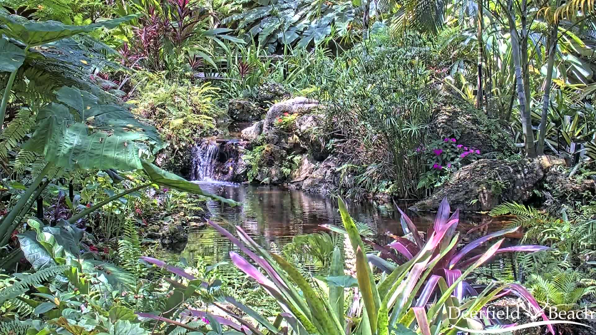 A small pond with a waterfall flows through lush tropical foliage under bright sunlight.