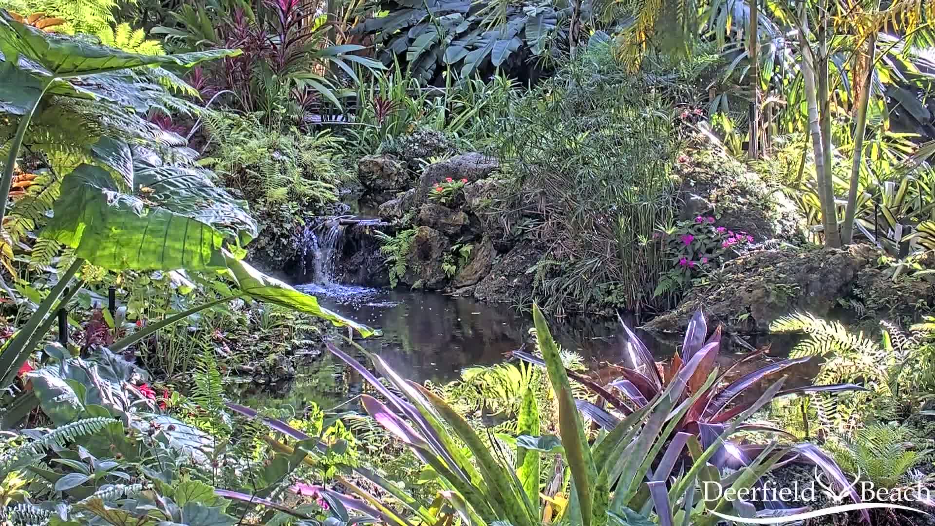 Lush, tropical foliage surrounds a small pond with a cascading waterfall under sunny conditions.