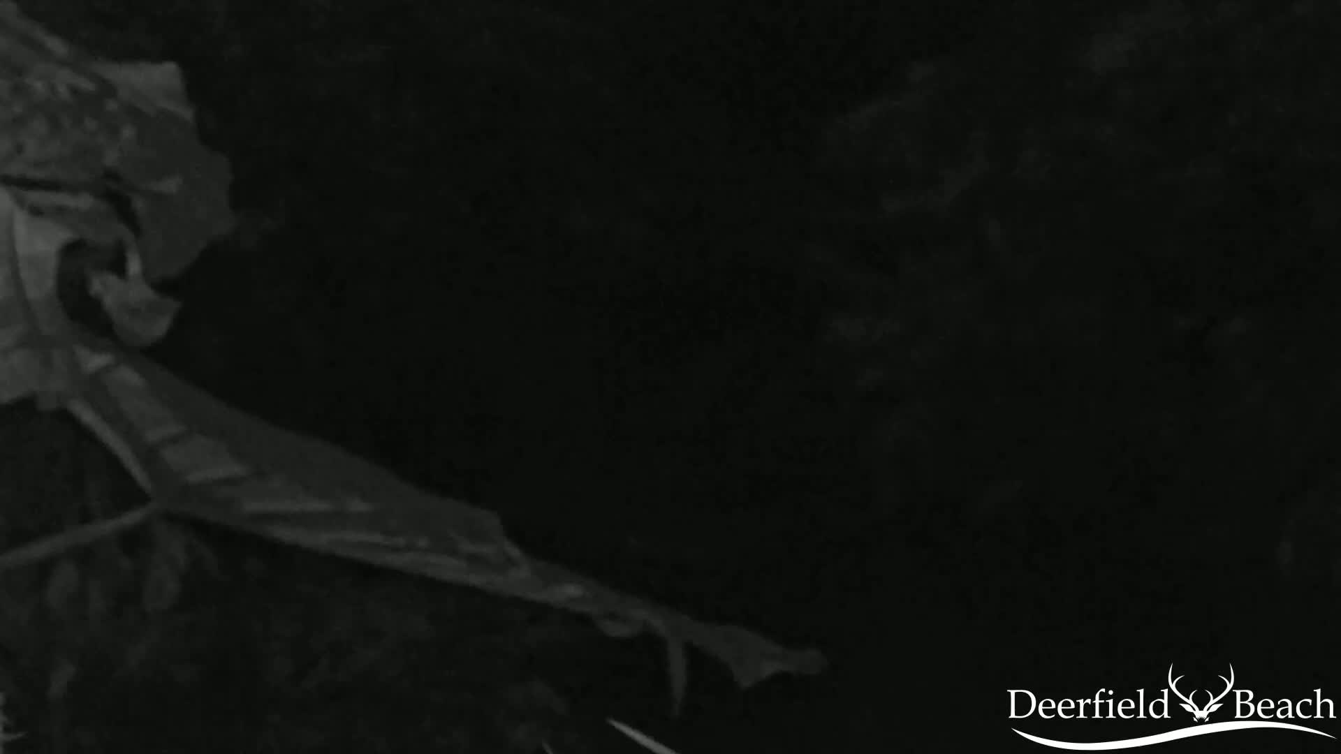 A grayscale image shows dark foliage at night.