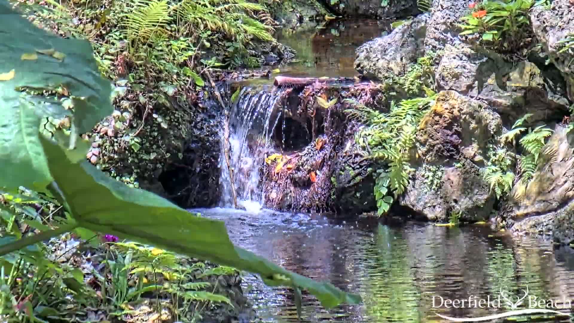 A small waterfall cascades over rocks into a calm pool of water surrounded by lush green vegetation in sunny weather.