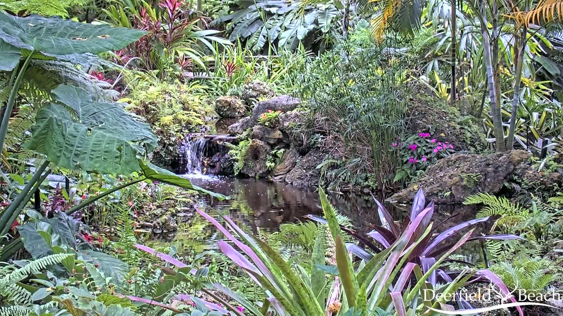 A small pond with a waterfall flows through a lush, tropical garden.