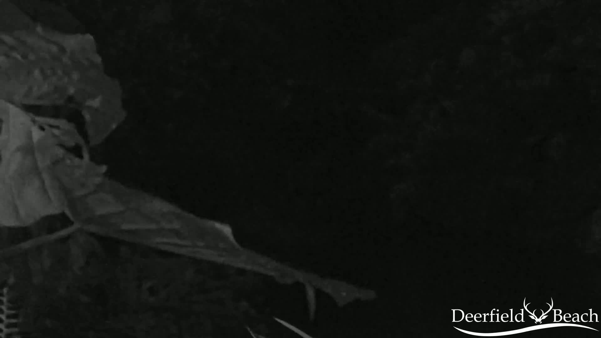A grayscale image shows a partially visible, large, dark leaf or plant matter in the lower left corner against a completely dark background.