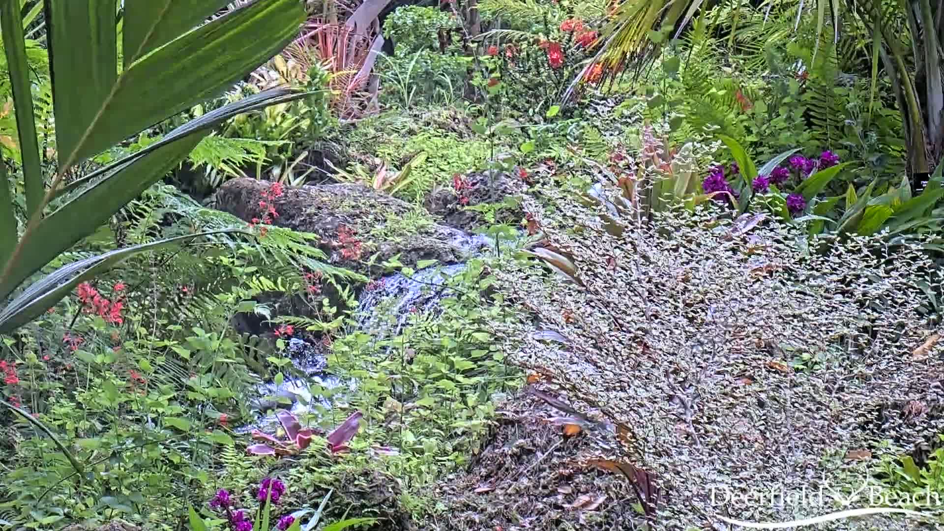 A small stream flows through a lush, tropical garden filled with various plants and flowers, some of which are red and purple.