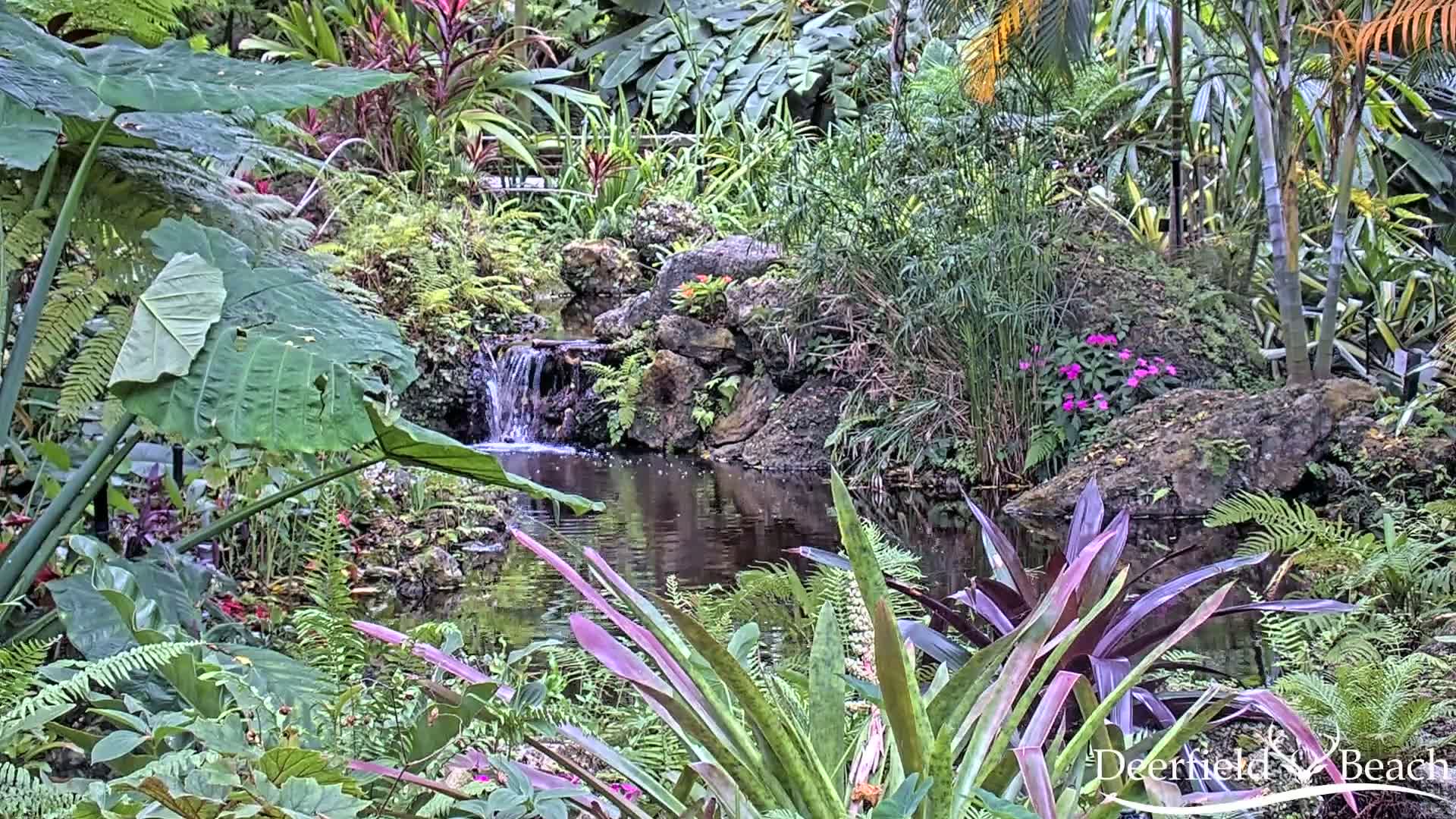 A lush, tropical garden with a small waterfall cascading into a pond, surrounded by various ferns, broadleaf plants, and flowering shrubs.