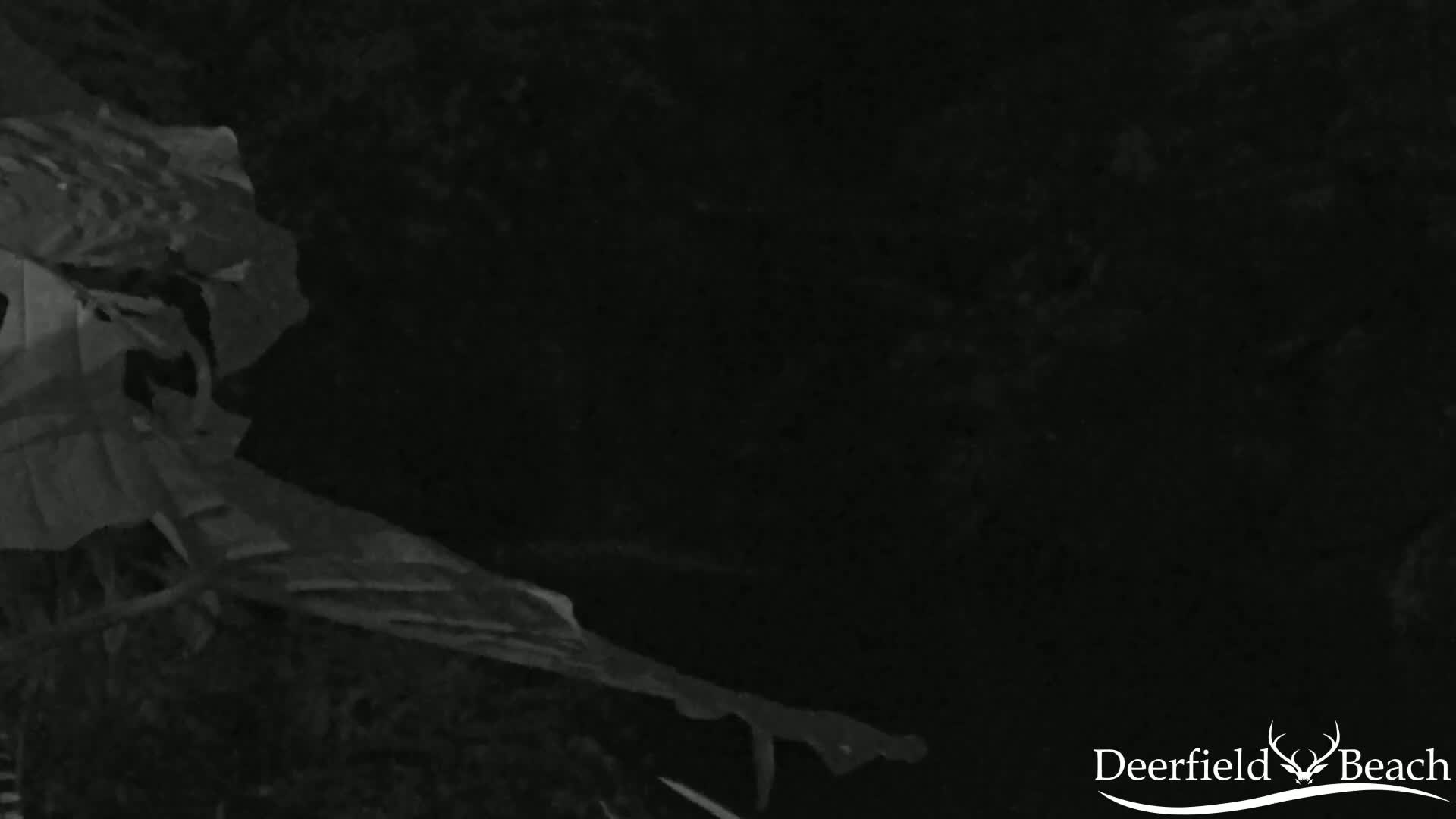 A low-light image shows crumpled, possibly plastic, debris lying on the ground at night.