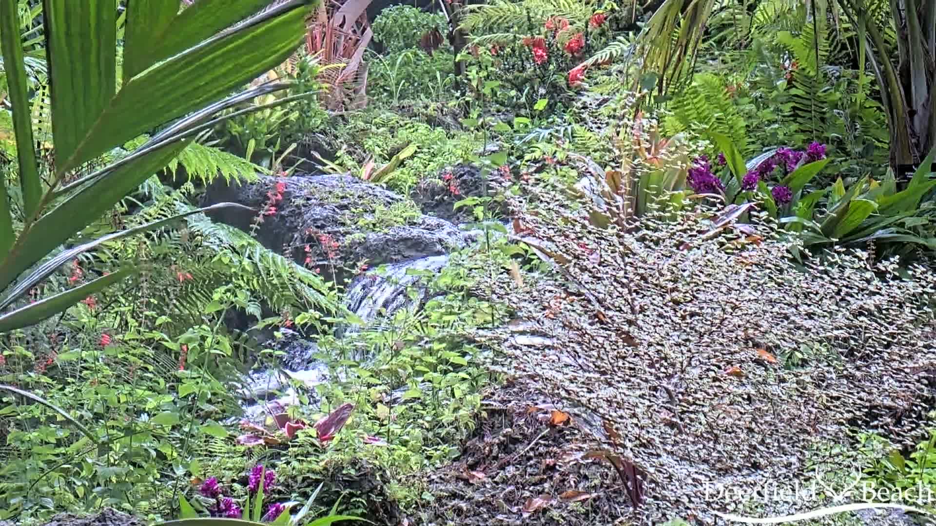 A small stream flows through a lush, tropical garden filled with various plants and flowers, some wet from recent rain.