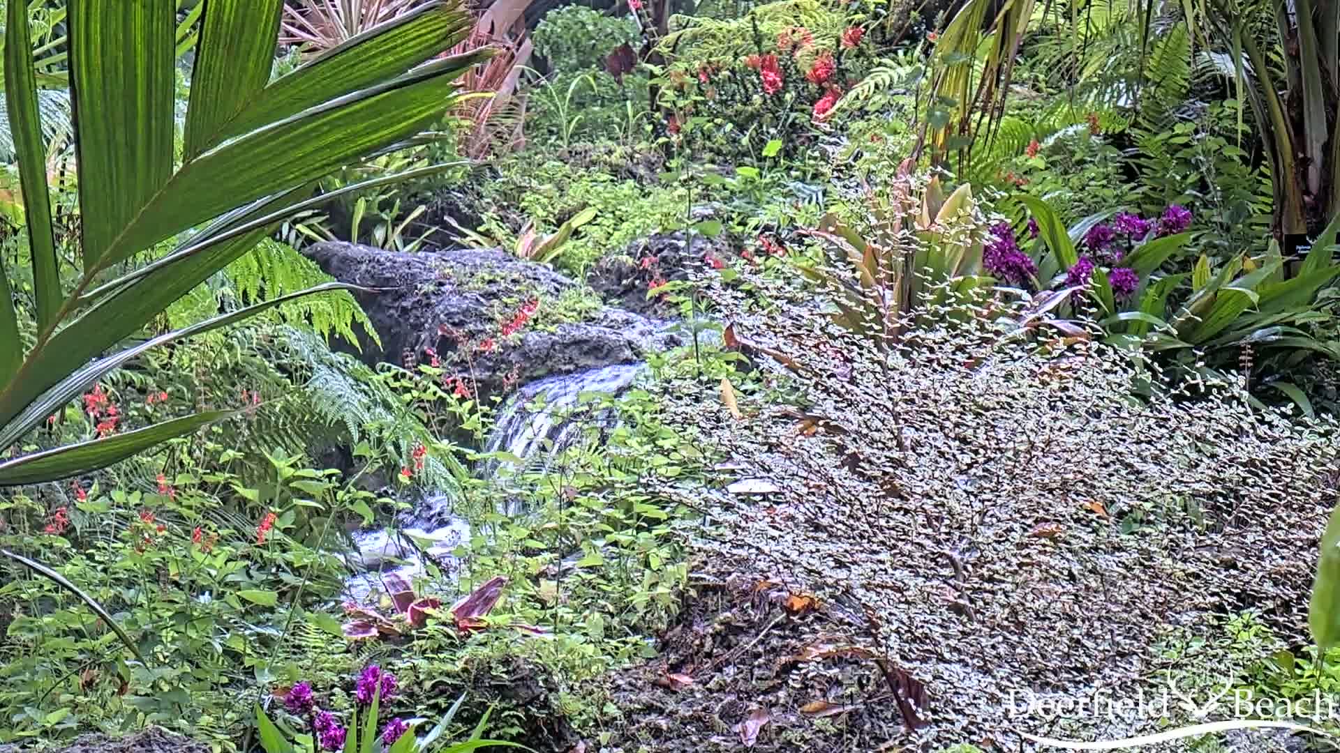 A small waterfall flows through a lush, tropical garden filled with various flowering plants and ferns, appearing damp from recent rain or mist.