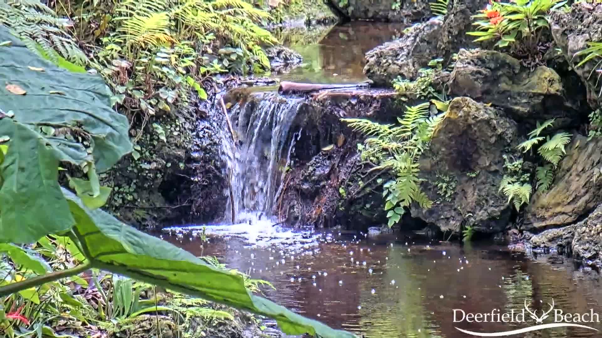 A small waterfall cascades over rocks into a calm pool of water surrounded by lush green ferns and other tropical plants.