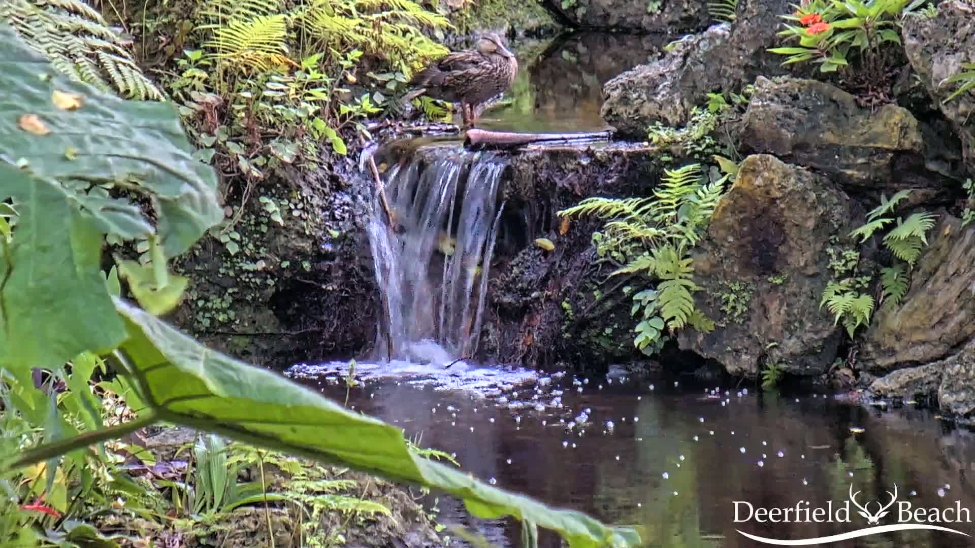 Deerfield Beach City Arboretum at Constitution Park Live Cam - Deerfield Beach, Broward, Florida, USA
