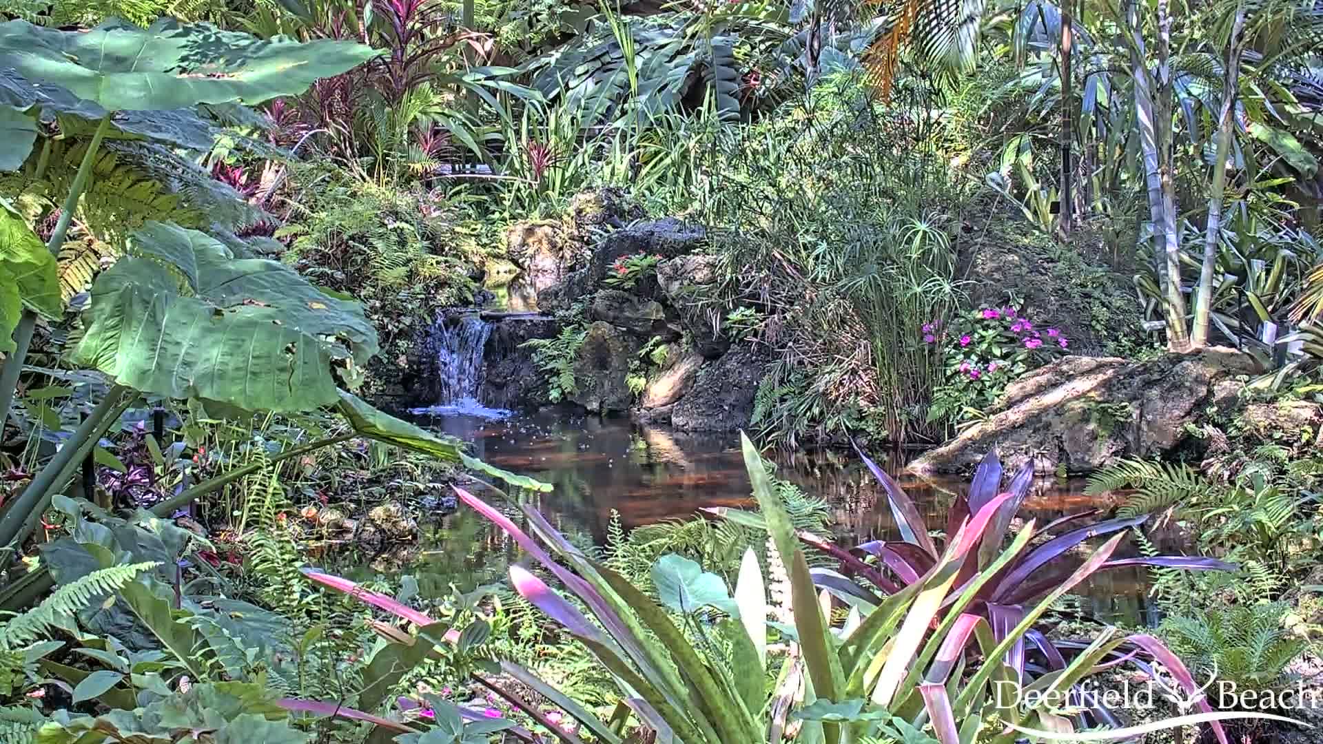A tranquil pond surrounded by lush tropical vegetation, with a small waterfall cascading into it, under bright sunlight.