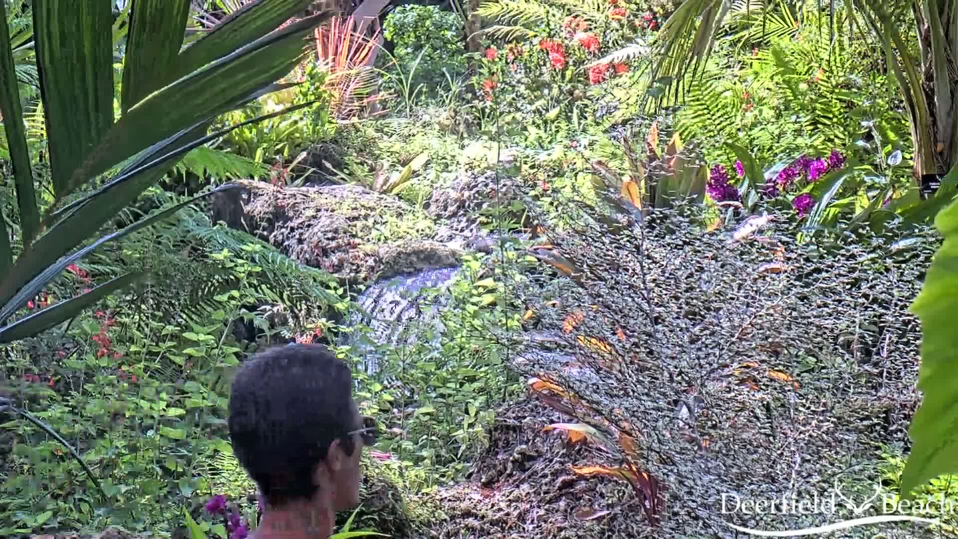 A person's back is visible as they look at a small waterfall cascading through a lush, tropical garden filled with vibrant green foliage and colorful flowers under bright, sunny conditions.
